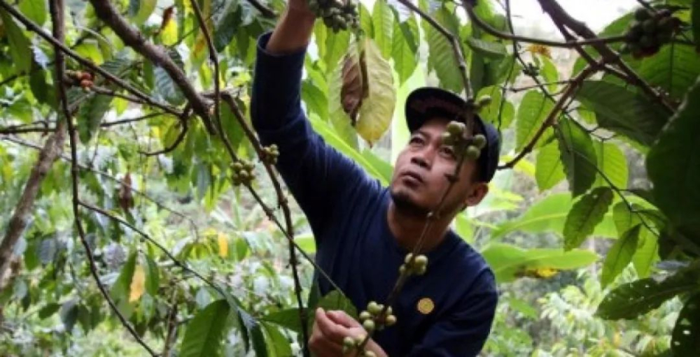 El Niño phenomenon impacts major coffee-producing regions: A comprehensive analysis of price fluctuations and quality challenges