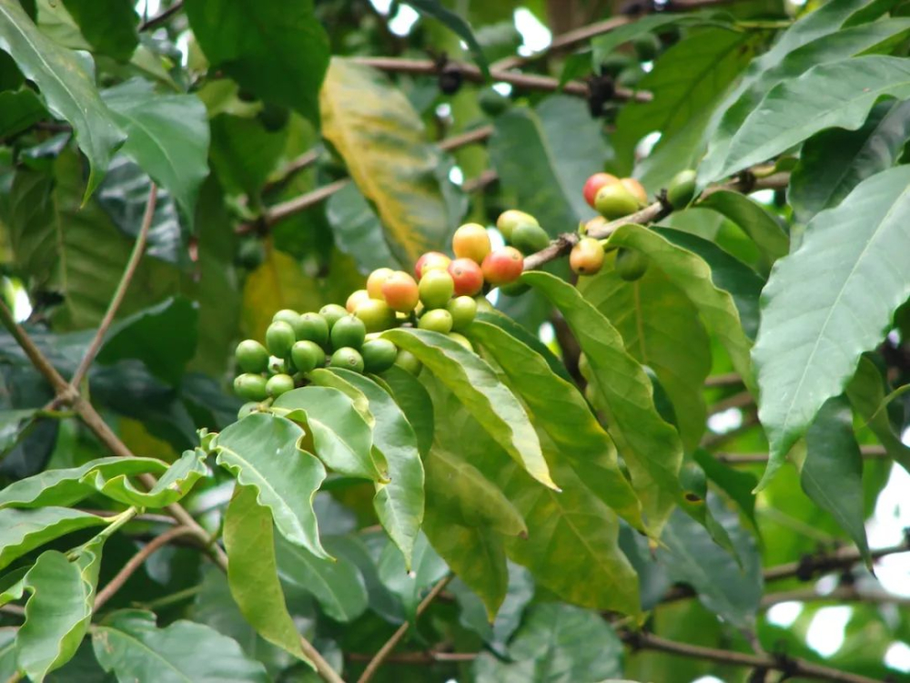 Flavor Analysis and Pour Over Recommendations for Ethiopian Yirgacheffe 74158 Coffee Beans