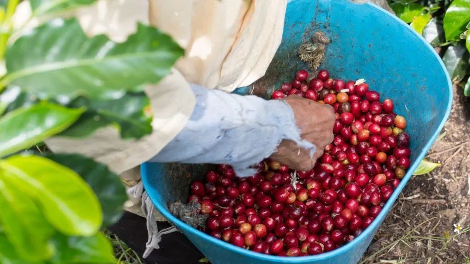 Complete Guide to Indonesian Java Coffee: Regional Characteristics, Variety Evolution, and Flavor Analysis