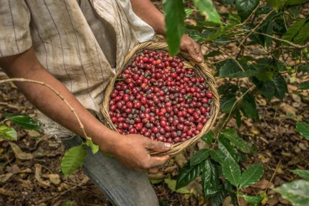 Honduras Coffee Export Transformation: A New Opportunity and Market Trend Analysis for Direct Supply to China
