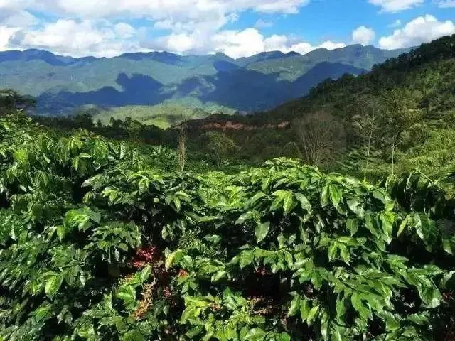 A Comprehensive Guide to Panama Hacienda La Esmeralda Geisha Coffee Beans: Region, Processing Method, and Pour Over Flavor Profile