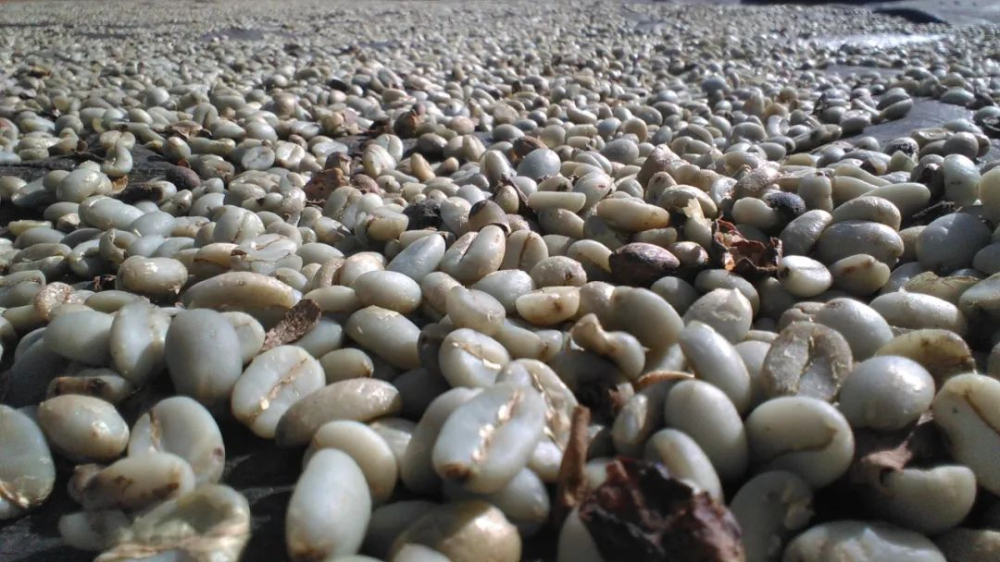 Aged Coffee Beans Flavor Analysis | Complete Guide to Maturing Mandheling Beans