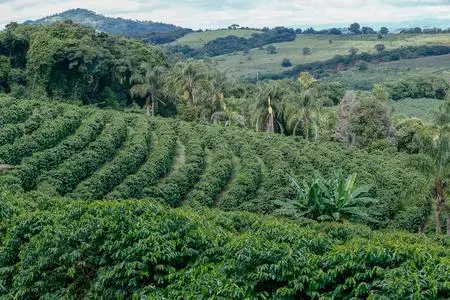 Brazil's coffee exports surge nearly 50% in February—Why is Robusta the highlight?