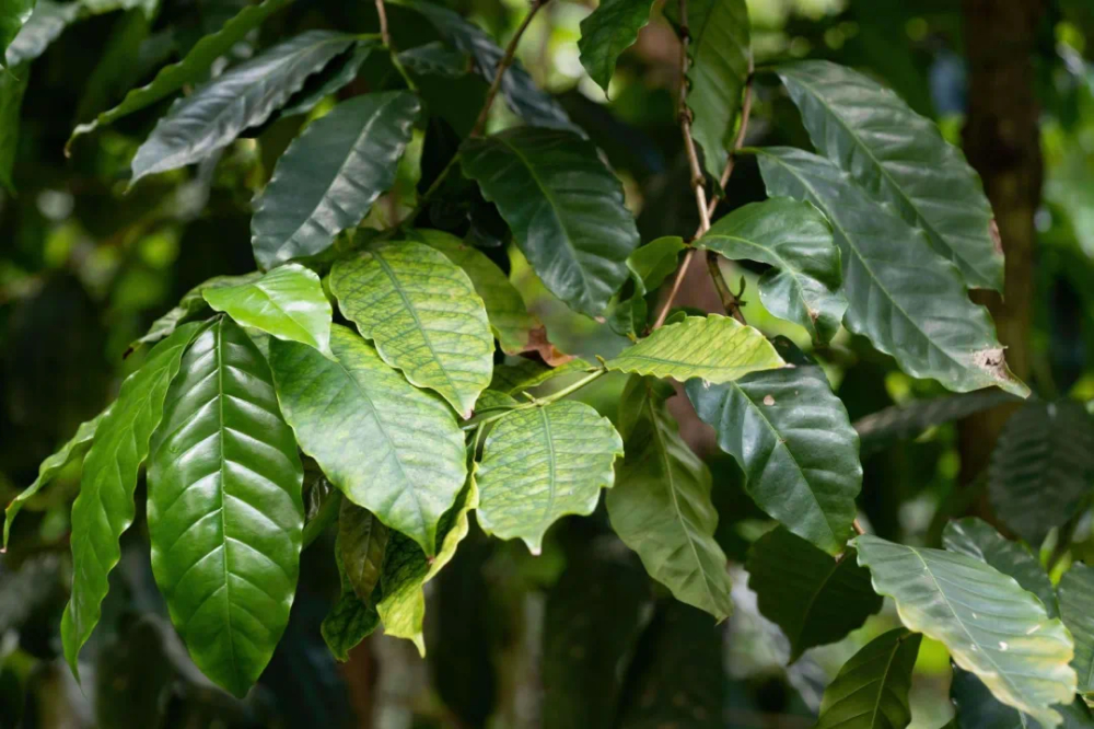 A Complete Guide to the Sidra Coffee Variety: Ecuador or Colombia? How Does Its Flavor Compare to Geisha?