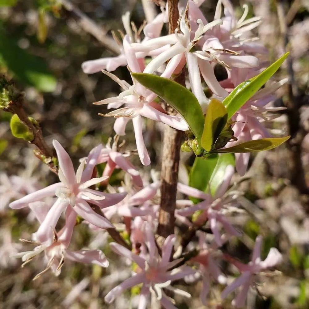 Unveiling the Rare Pink Coffee Blossom: Variety Origins, Cultivation Story, and Flavor Profile