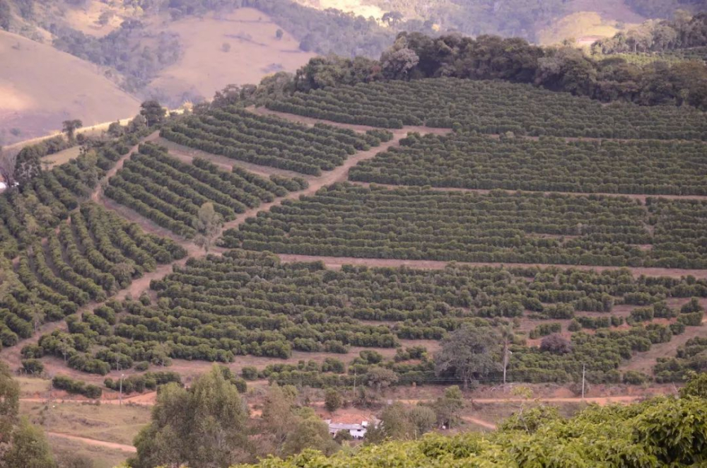How do droughts in Brazil and reduced exports from Vietnam affect the market trend of coffee beans?