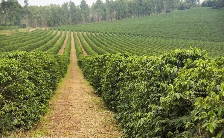 Is Brazil’s 2024/25 coffee season facing sluggish sales? The shift from El Niño to La Niña may trigger frost risks