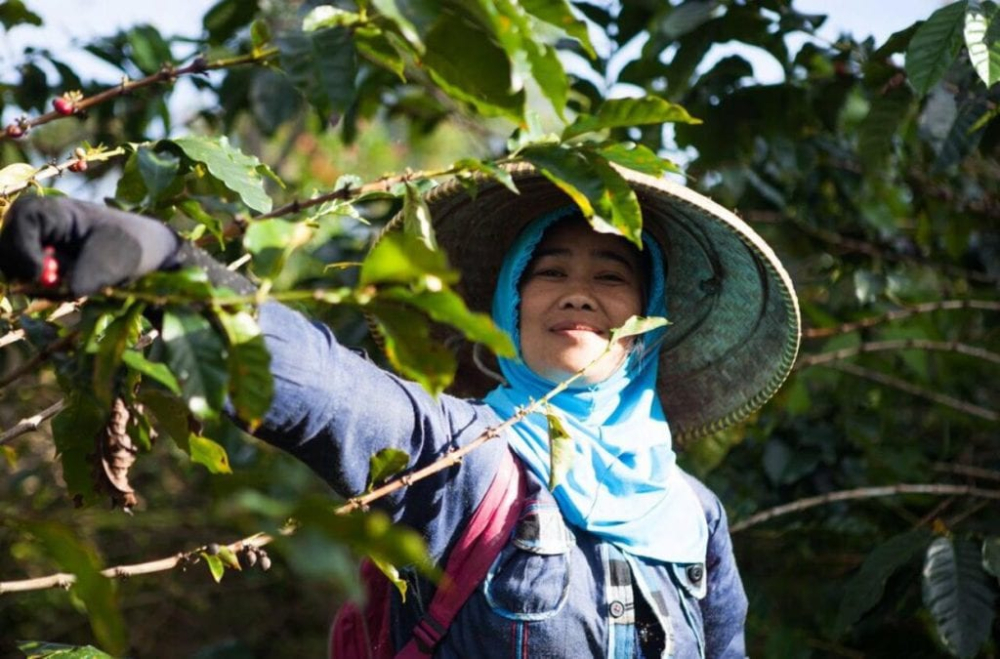 Complete Guide to Indonesian Java Coffee: Regional Characteristics, Variety Evolution, and Flavor Analysis