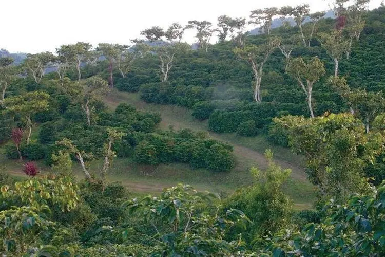 Guatemala La Flor de San Pedro Coffee Bean: Region Analysis and Pour Over Flavor Profile Guide