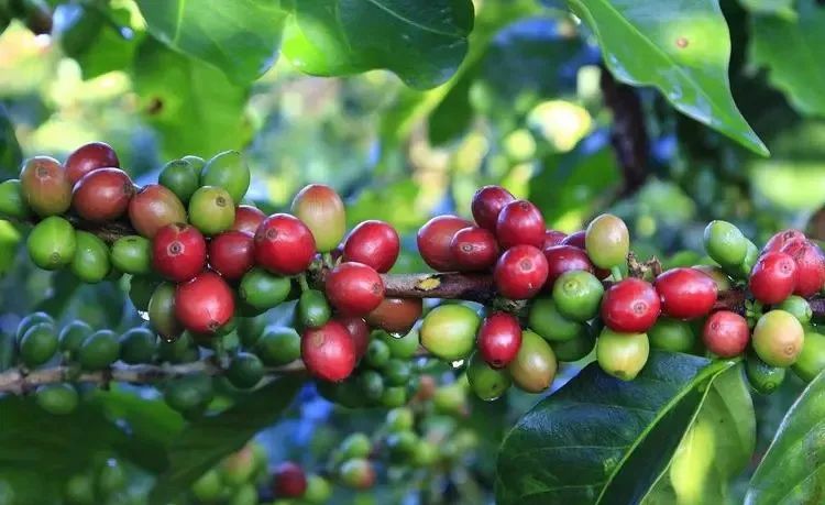 Vietnamese Robusta prices are soaring—can new harvests in Brazil and Indonesia stabilize the global coffee supply?