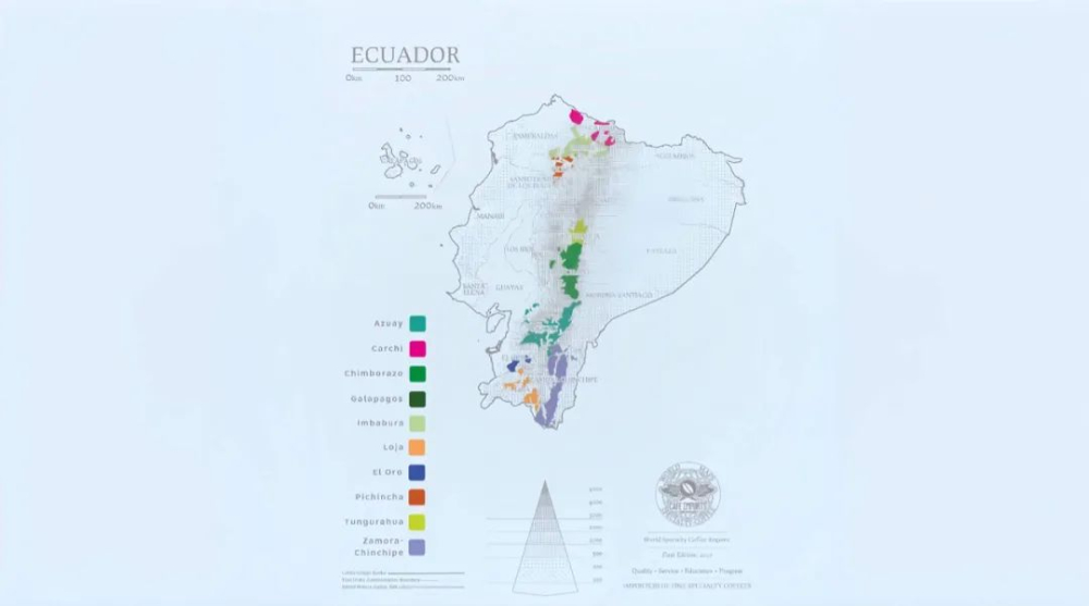 A Complete Guide to the Sidra Coffee Variety: Ecuador or Colombia? How Does Its Flavor Compare to Geisha?