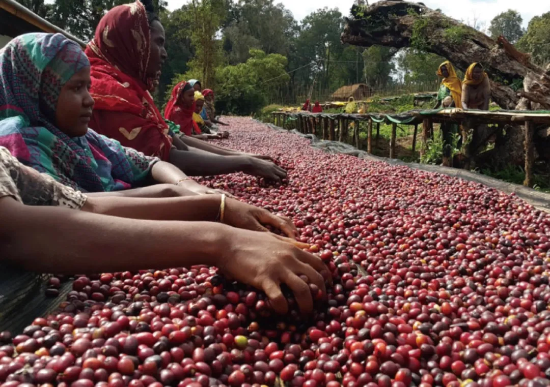 Ethiopian Yirgacheffe Kochere Beans: Washed Processing + Full Elevation Flavor Breakdown | Pour Over Beginner’s Guide