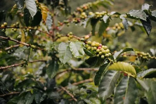 Analysis of Colombian Huila Geisha Washed Beans: Planting at the Frontera Estate and Pour Over Brewing Recommendations