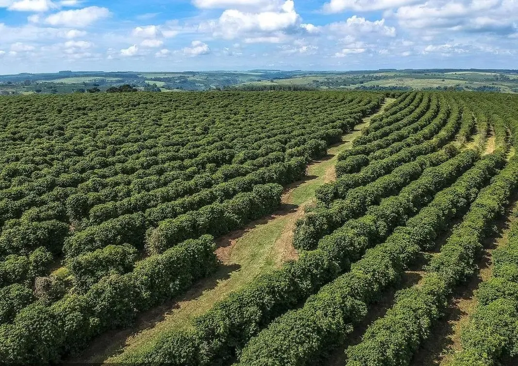 Heavy rains wreak havoc in Brazil ! Coffee-growing regions hit, raising risks for the 2024 season