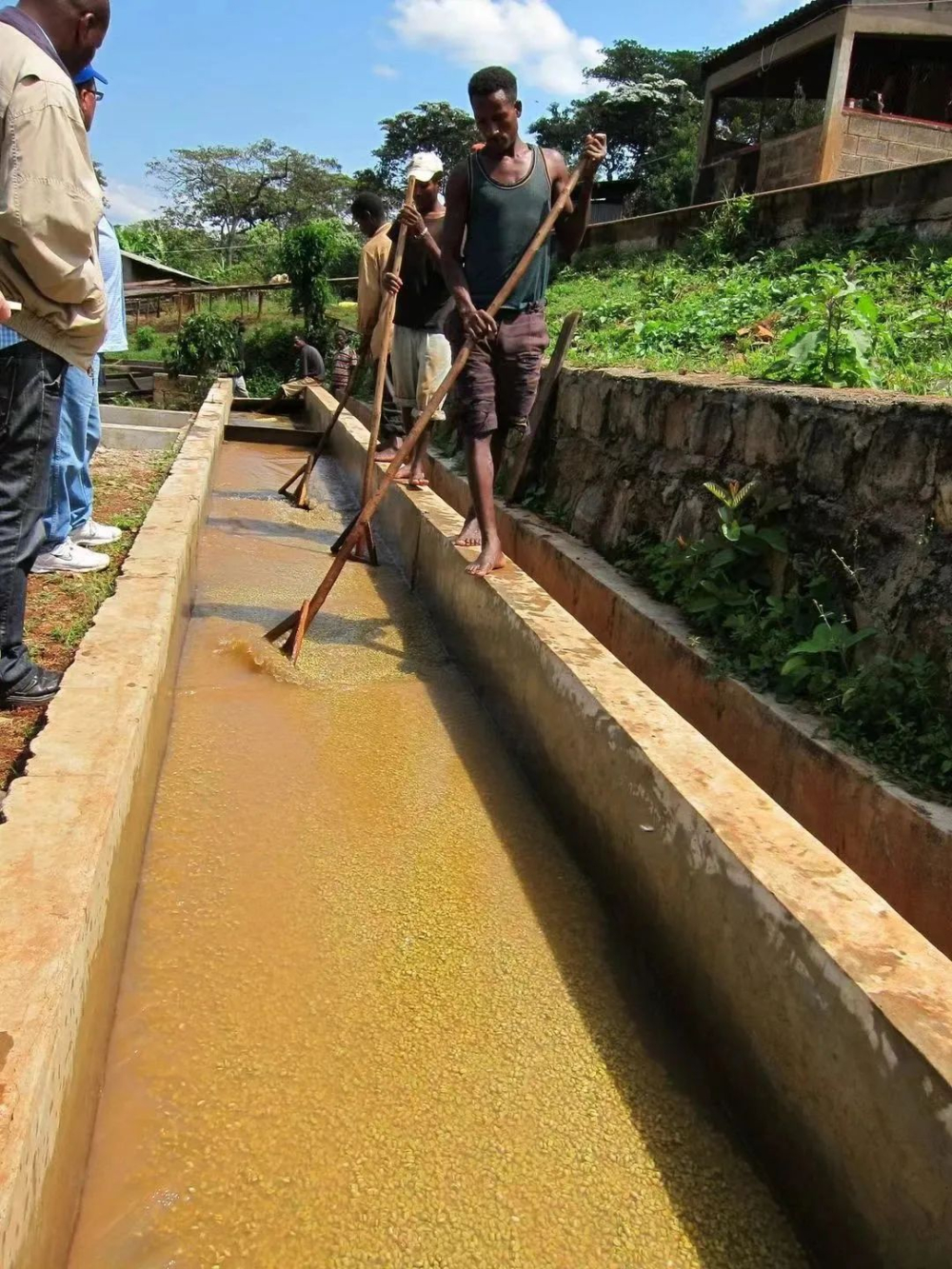 Analysis of Sun-Dried and Washed Coffee Processing Methods | Flavor Differences and Pour Over Brewing Guide