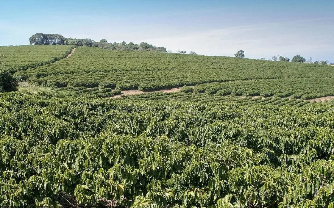 Brazil's coffee exports surge 37% in March！Global factors behind the skyrocketing price of Robusta