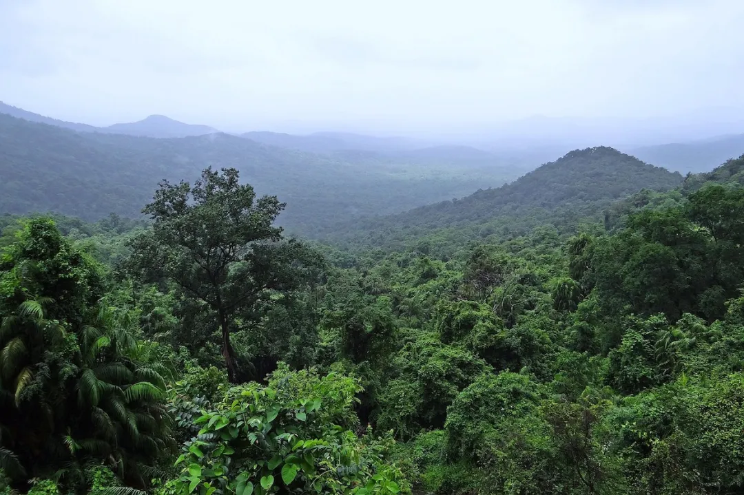 Indian coffee exports up 13%! How is the Red Sea crisis affecting Robusta supply?