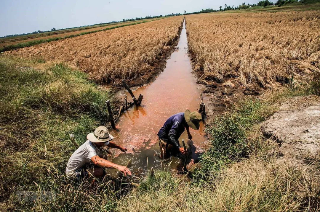 Vietnam’s Robusta coffee production declines—how do drought warnings impact the global market?