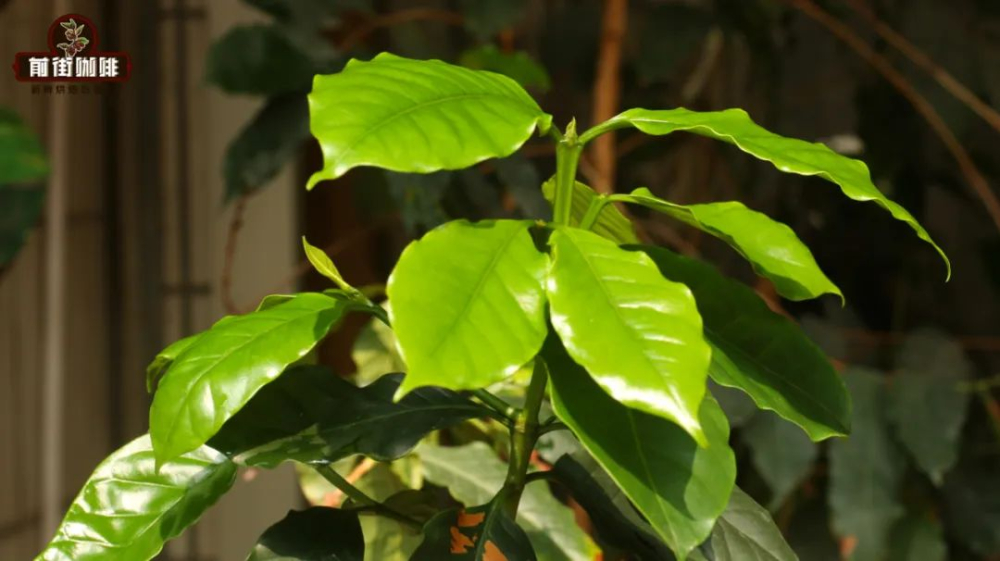 Analysis of the Catimor Variety: Flavor Challenges and Potential of Arabica Hybrid Beans