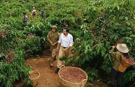 Vietnam’s Robusta Coffee Crisis: Production Plunge Drives Purchase Prices Over 100 Million VND, Global Supply Tightens