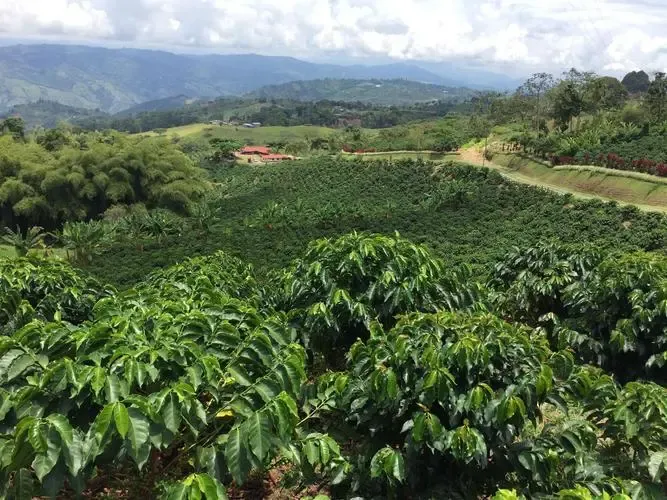 Colombia Huila Finca El Diviso Geisha Coffee: Variety Origins, Flavor Profile, and Brewing Recommendations