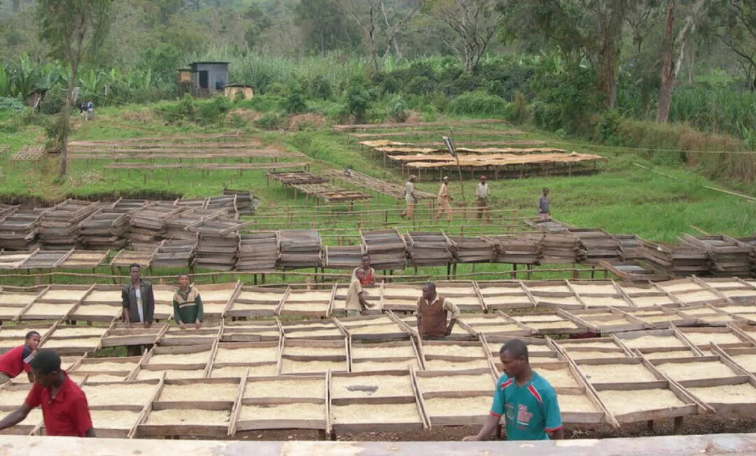 A Complete Guide to Ethiopia's Gesha Village: From Heirloom Varieties to Gold Label Flavors and Pour Over Parameters