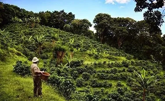 Costa Rica's coffee production has plummeted by half!
How climate and labor crises are affecting the specialty coffee supply chain