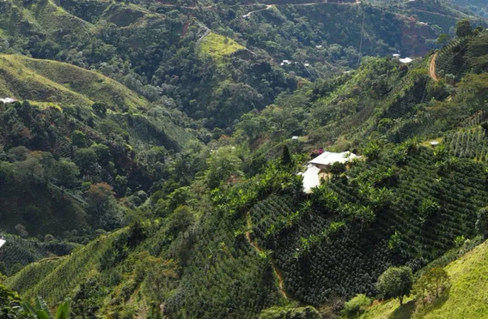 Analysis of Colombian Pink Bourbon: The Genetic Mystery and Brewing Recommendations