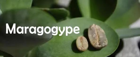 Unveiling the Maragogype Elephant Bean: The Flavor and Growing Challenges of the Arabica Giant