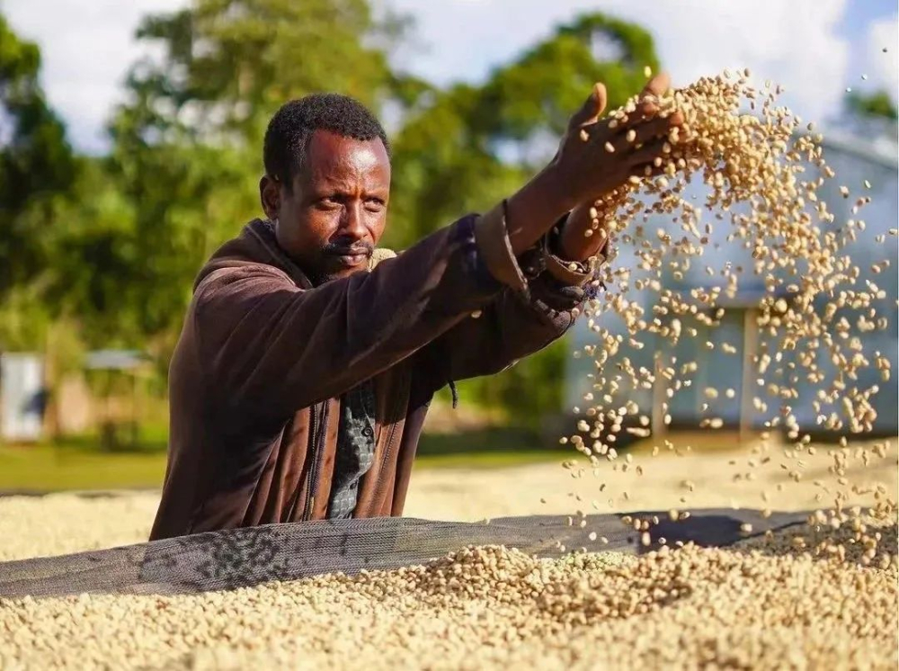 How to Distinguish Between Ethiopian G1 and G2 Coffee Beans? A Complete Guide to Defect Grading and Flavor Differences