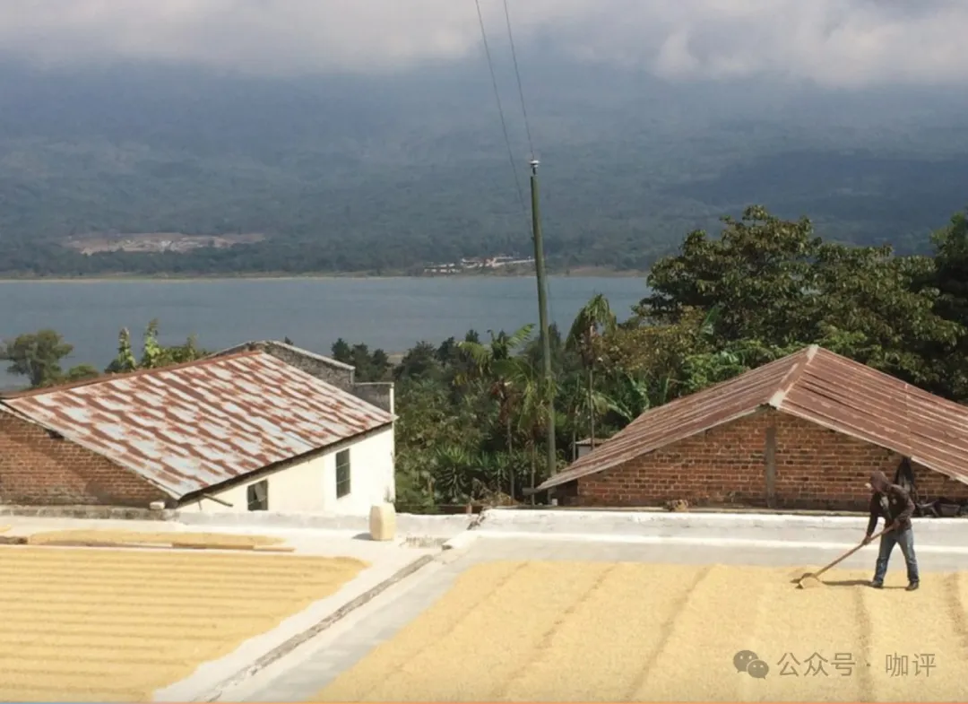 In-depth Analysis of Guatemala New Oriental Geisha Beans: Flavor Characteristics, Growing Conditions, and Pour Over Recommendations