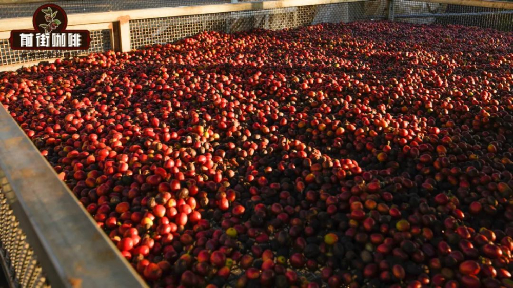 How to Choose Yirgacheffe Coffee Beans? Master the Regions and Varieties with an In-Depth Pour Over Flavor Guide