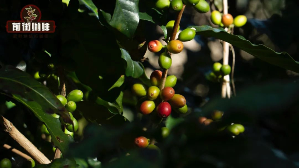 From Coffee Cherry to Coffee Bean: A Complete Guide to Structure and Flavor Components