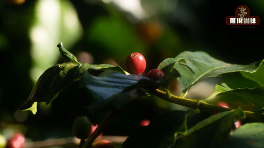 From Coffee Cherry to Coffee Bean: A Complete Guide to Structure and Flavor Components