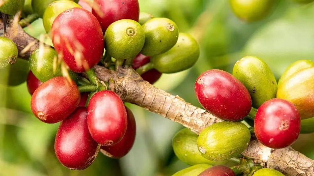 Analysis of Colombia Aji Pepper Geisha Coffee Variety | Flavor, Genetics & Roasting Recommendations