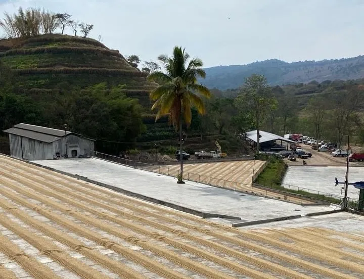 Guatemala's coffee cultivation is expanding — how are smallholder farmers coping with climate and cost challenges?