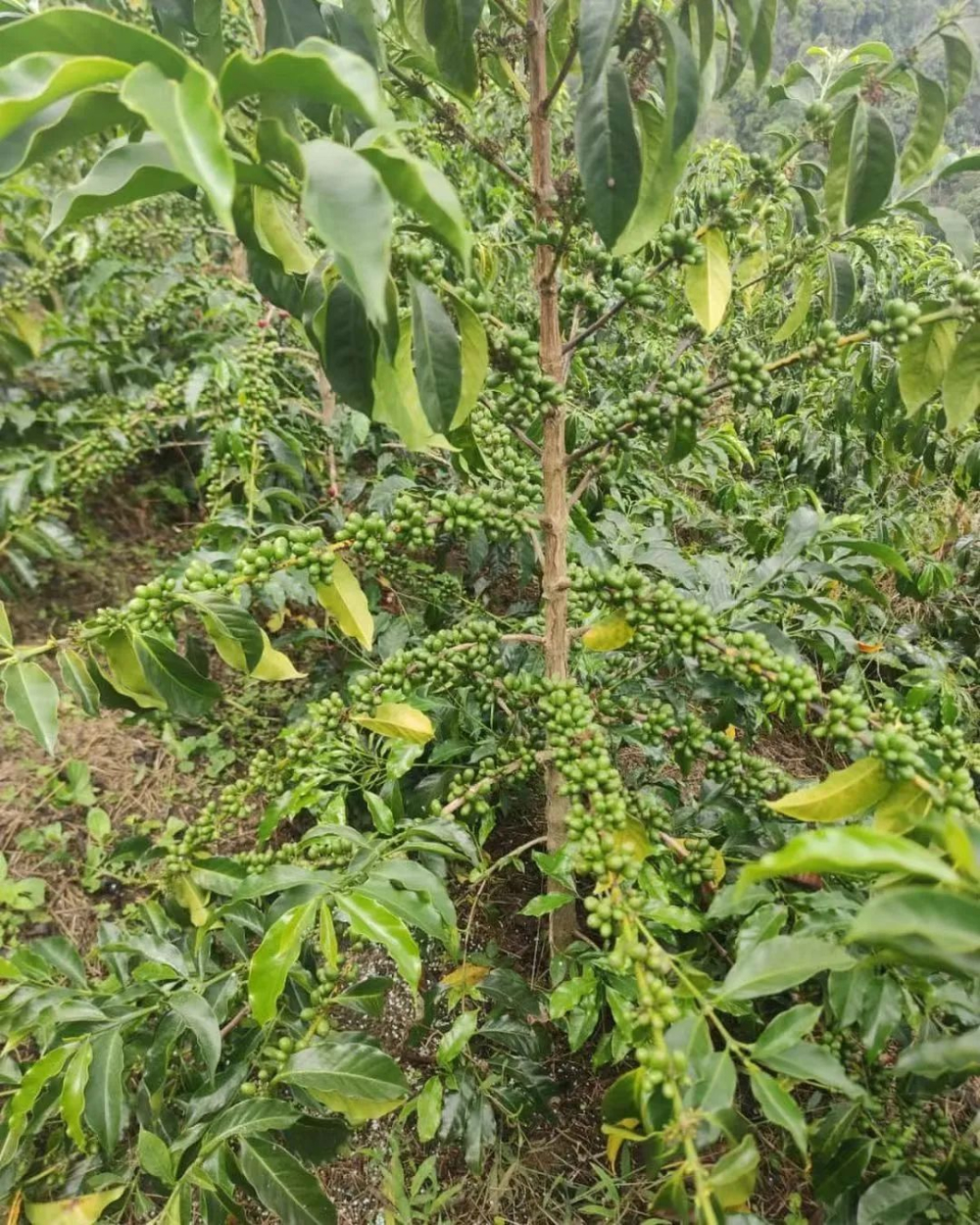 Analysis of Colombia Aji Pepper Geisha Coffee Variety | Flavor, Genetics & Roasting Recommendations