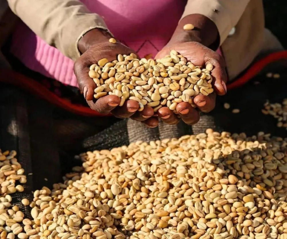 Essential Guide Before Coffee Roasting: The Three Key Characteristics of Green Beans and How to Identify Defective Beans