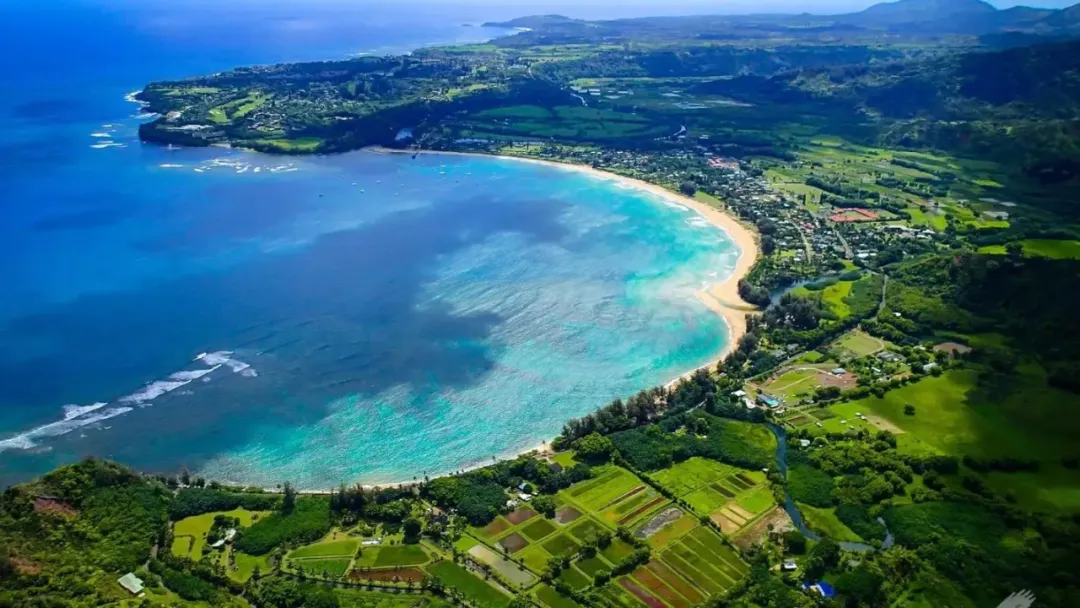 In-depth Analysis of the Hawaiian Kona Coffee Region: The Perfect Combination of Typica Variety, Volcanic Soil, and Washed Processing