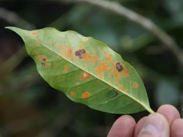The Backstory Behind Concentrated Coffee Variety Planting: The Evolution from Coffee Leaf Rust to Lab-Based Breeding