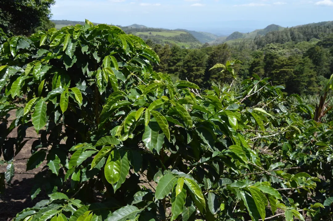 Behind Costa Rica’s Sharp Decline in Coffee Production: A Comprehensive Analysis of Climate, Exchange Rates, and Labor Crisis