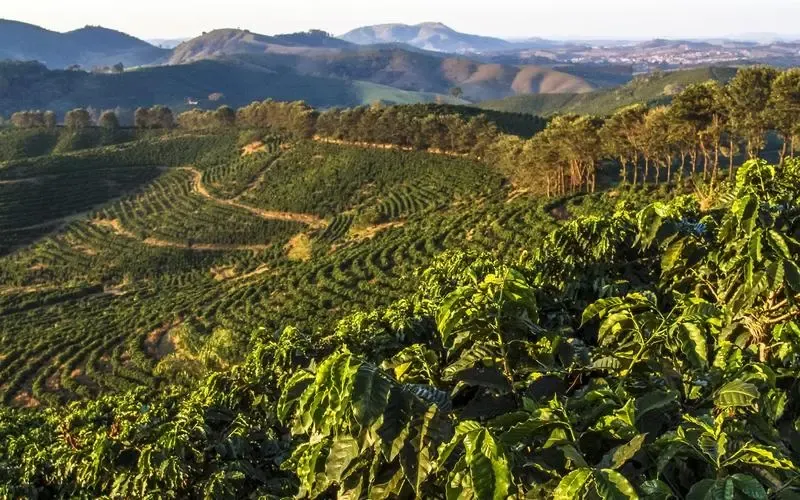 Brazil's coffee exports surged over 50% in April!Logistics and weather become hidden concerns