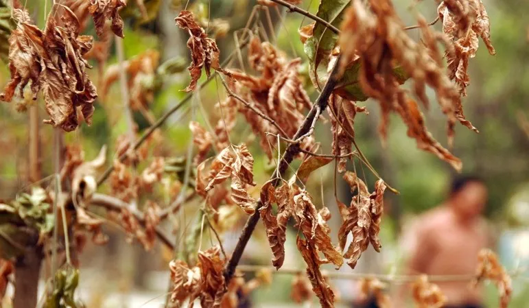 Both Robusta and Arabica futures have declined, with export data from Vietnam and Brazil supporting market momentum.