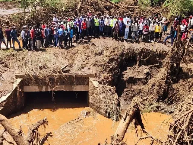 Heavy rains devastate Kenya's coffee regions: Nyeri and Kirinyaga seasons face challenges as auction prices soar