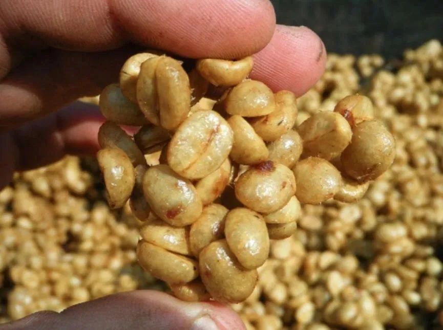 From Coffee Cherry to Coffee Bean: A Complete Guide to Structure and Flavor Components
