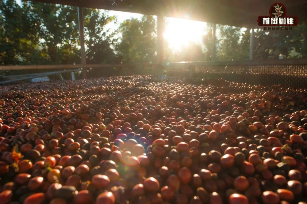 A Complete Guide to Anaerobic Fermentation Coffee Processing: Naming Logic and Flavor Evolution