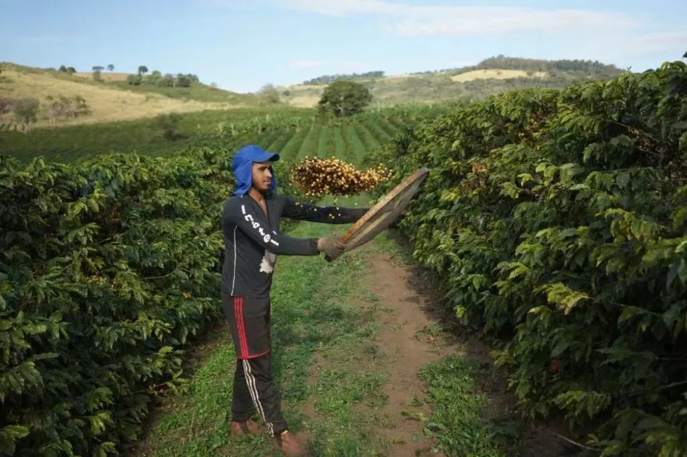 The Industry Evolution Behind the Clean Cup of Brazilian Coffee: Harvesting and Processing Insights from COE Cupping