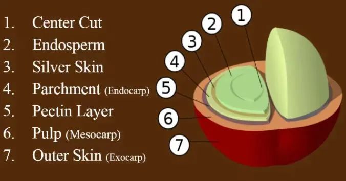 From Coffee Cherry to Coffee Bean: A Complete Guide to Structure and Flavor Components