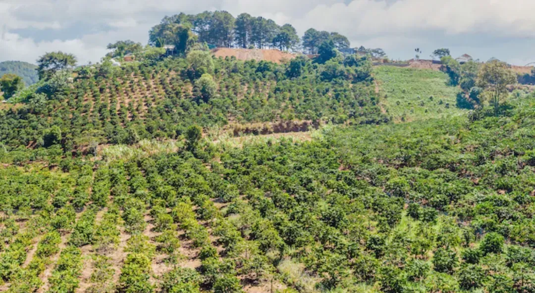Vietnamese Robusta Soars Past Arabica Prices: Analysis of a 50-Year Rare Phenomenon in the Coffee Market