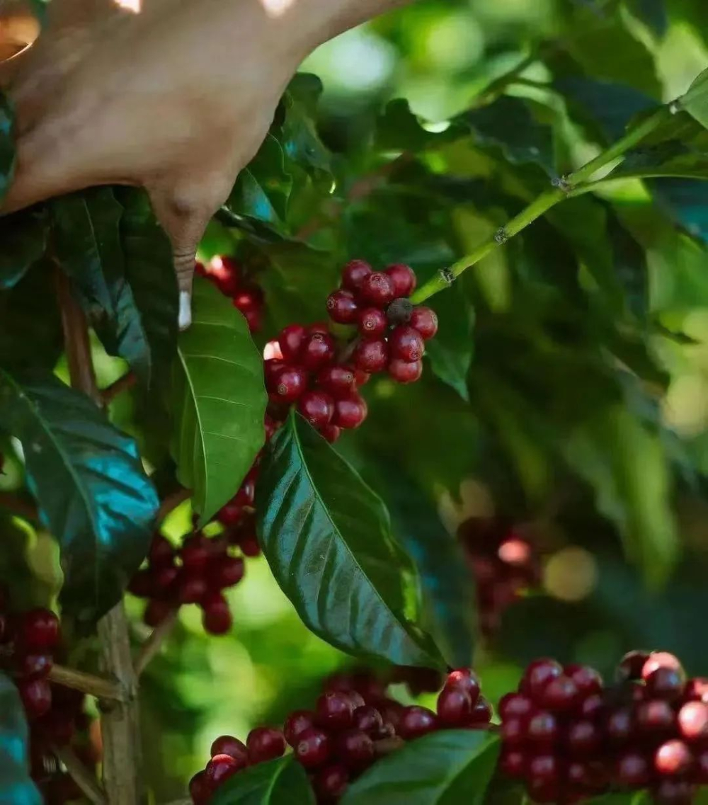 What’s the difference between Typica and Bourbon? Exploring the relationship between Panama Geisha and Hua Kui | A beginner’s guide to coffee varieties